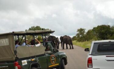 Pilanesberg Transfer and Safari