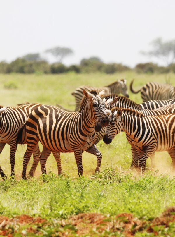 Group of Zebras grazing in Tsavo East National park, Kenya, Africa
