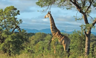 4 Day Game Drive Package in Kruger National Park